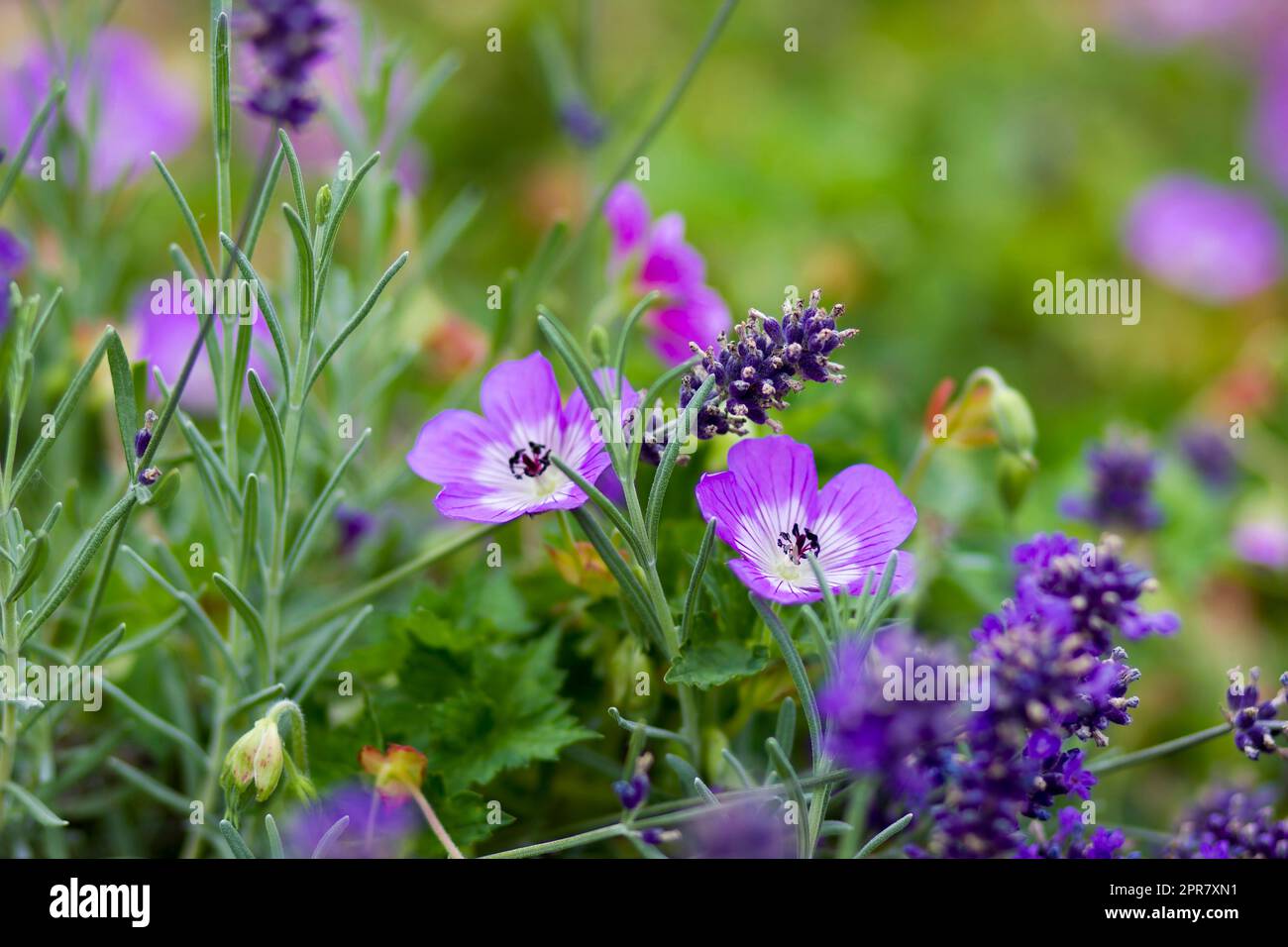 Geranium magnificum e fiori di lavanda in giardino Foto Stock