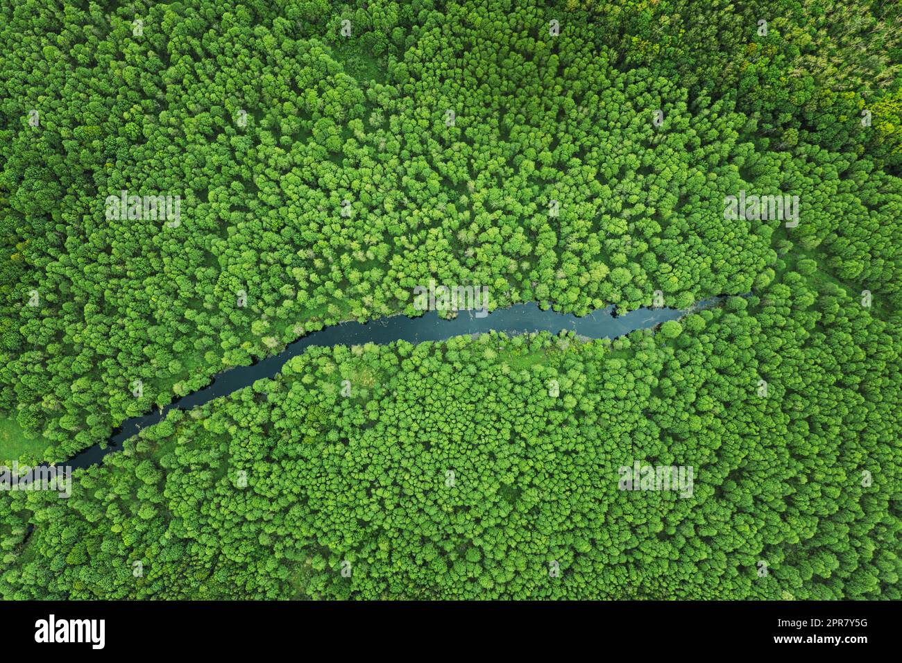 Vista elevata del verde piccolo palude palude fiume Wetland e verde foresta paesaggio in estate. Vista atteggiamento. Forest in Bird's Eye View Foto Stock