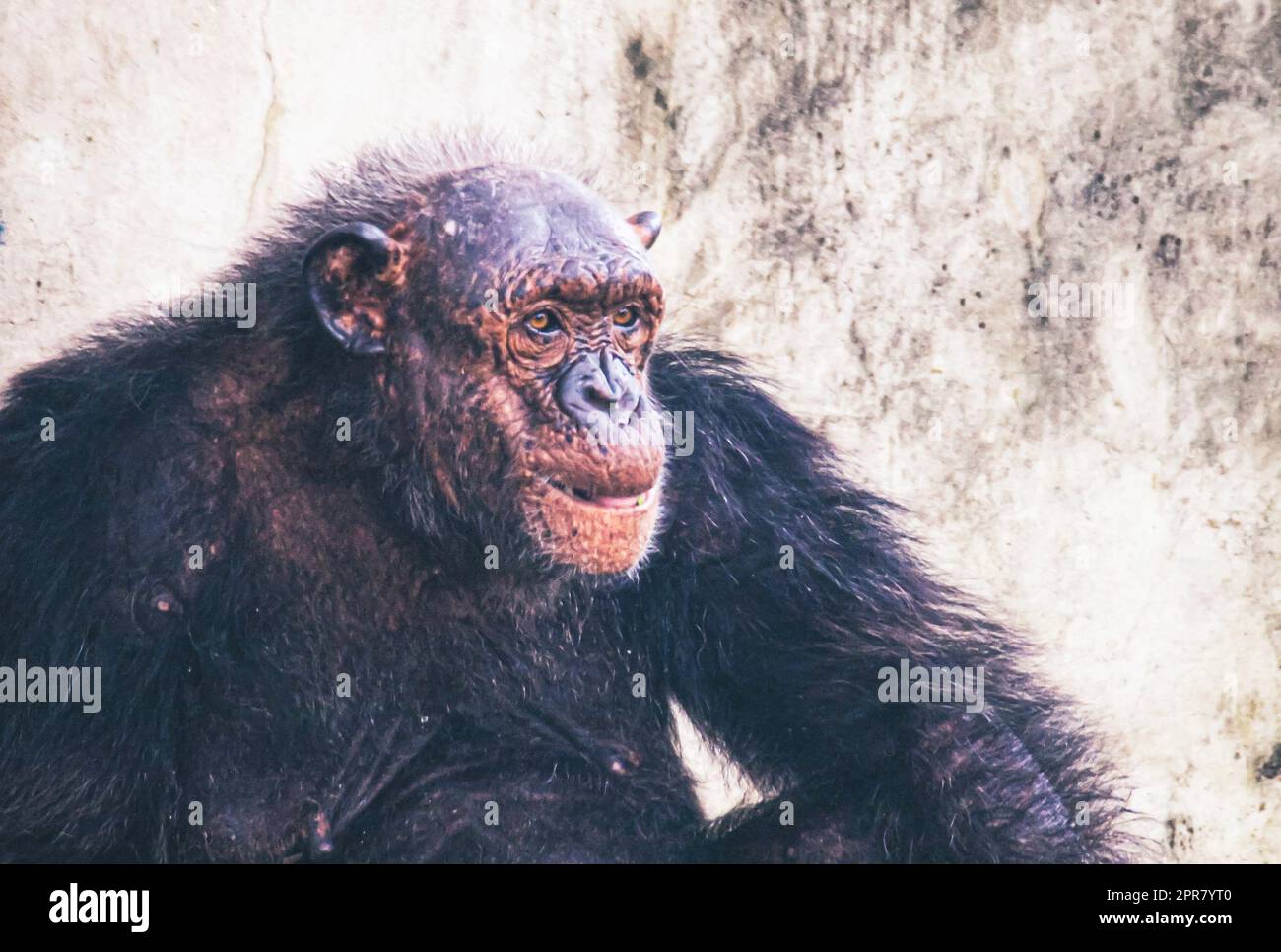 Ritratto di una vecchia gorilla femminile, seduta da sola. Stare intelligente roccia a rete Foto Stock
