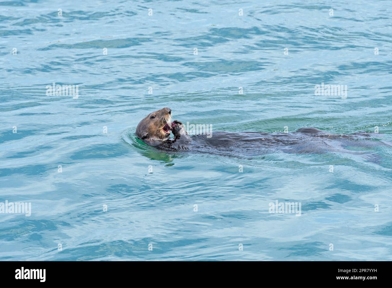 Una lontra di mare che sgranca su un riccio di mare Foto Stock
