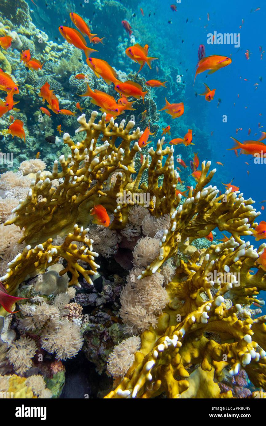 Colorata e pittoresca barriera corallina in fondo al mare tropicale, giallo fuoco corallo, pesci esotici anthias, paesaggio subacqueo Foto Stock