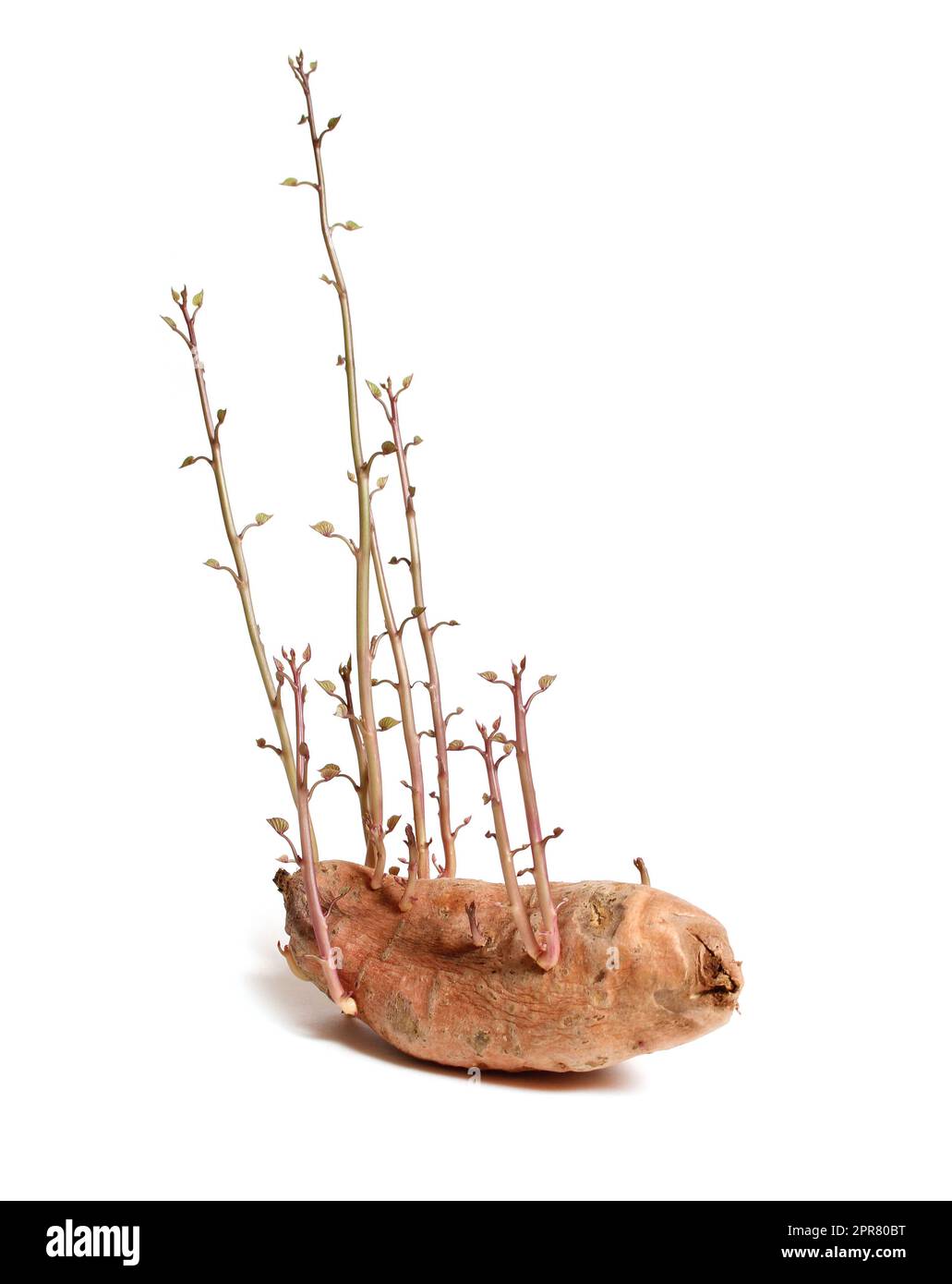 Vecchia patata dolce che inizia a coltivare viti isolate su fondo bianco Foto Stock
