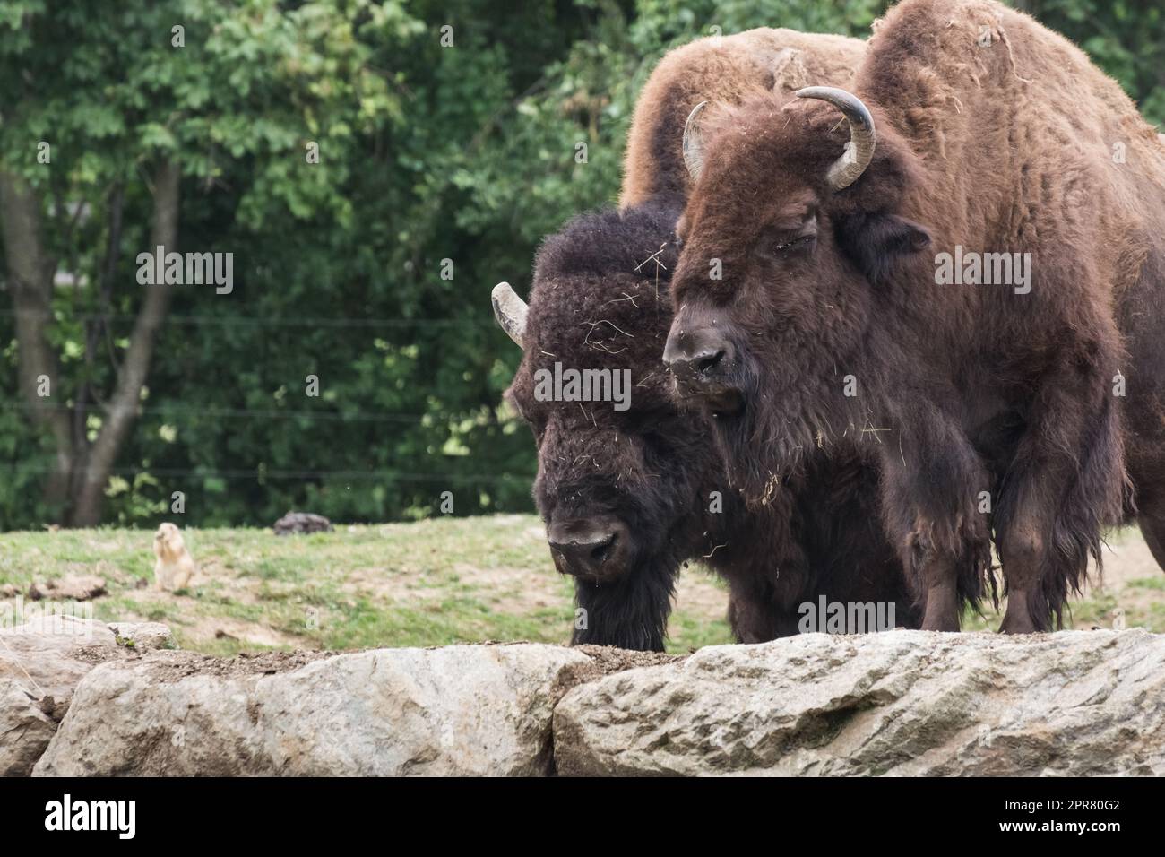 due bisonti in piedi sulle rocce Foto Stock