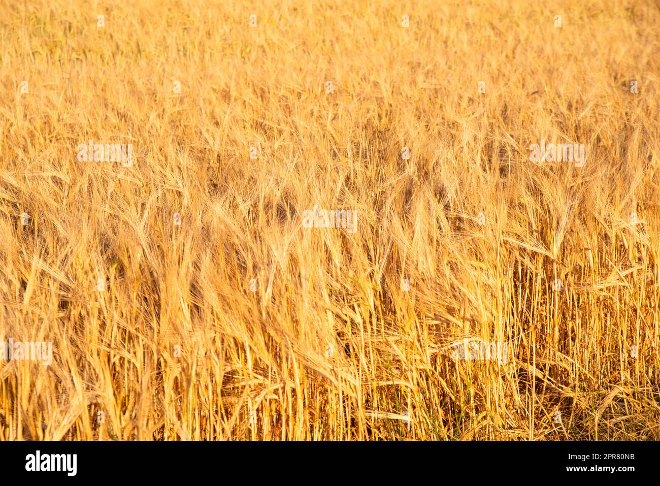Campo con orzo coltivato Germania, raccolto in estate, agricoltura per cibo, terreni agricoli in campagna Foto Stock