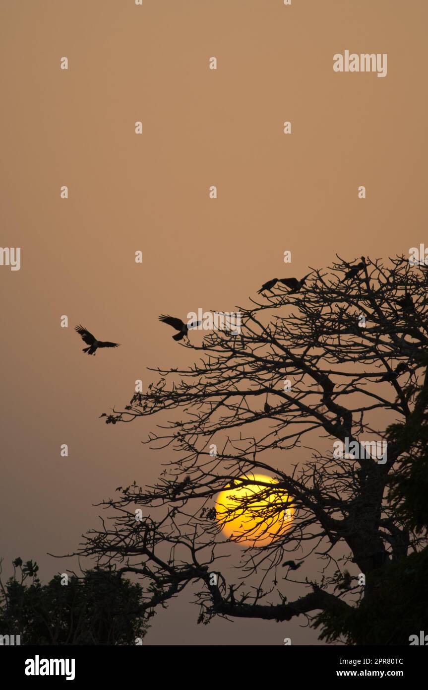 I corvi pied arrivano al luogo di caccia al tramonto. Foto Stock