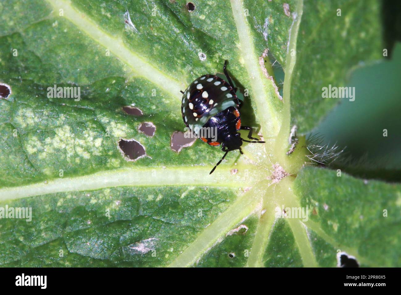 Grüne Reiswanze (Nezara viridula), Nymphe im 2. Stadio Foto Stock