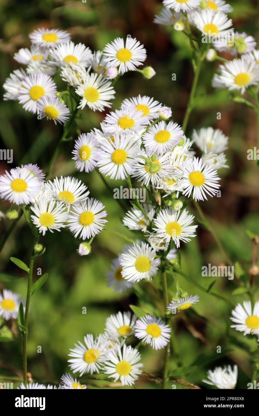 Einjähriges Berufkraut (Erigeron annuus), auch Weißes Berufkraut, Feinstrahl Foto Stock