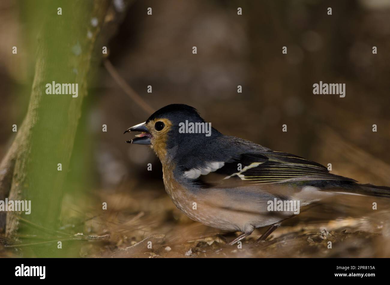Un comune chaffinch che mangia un seme. Foto Stock