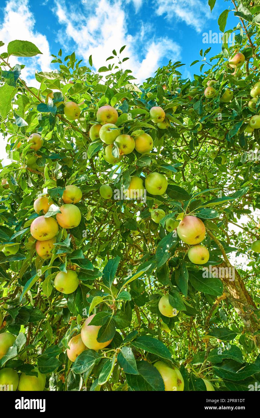 Molte mele verdi su un albero dal basso, in un frutteto all'esterno contro un cielo blu nuvoloso. Prodotti freschi pronti per la raccolta in azienda. Coltivazione biologica e sostenibile di frutta su terreni agricoli Foto Stock