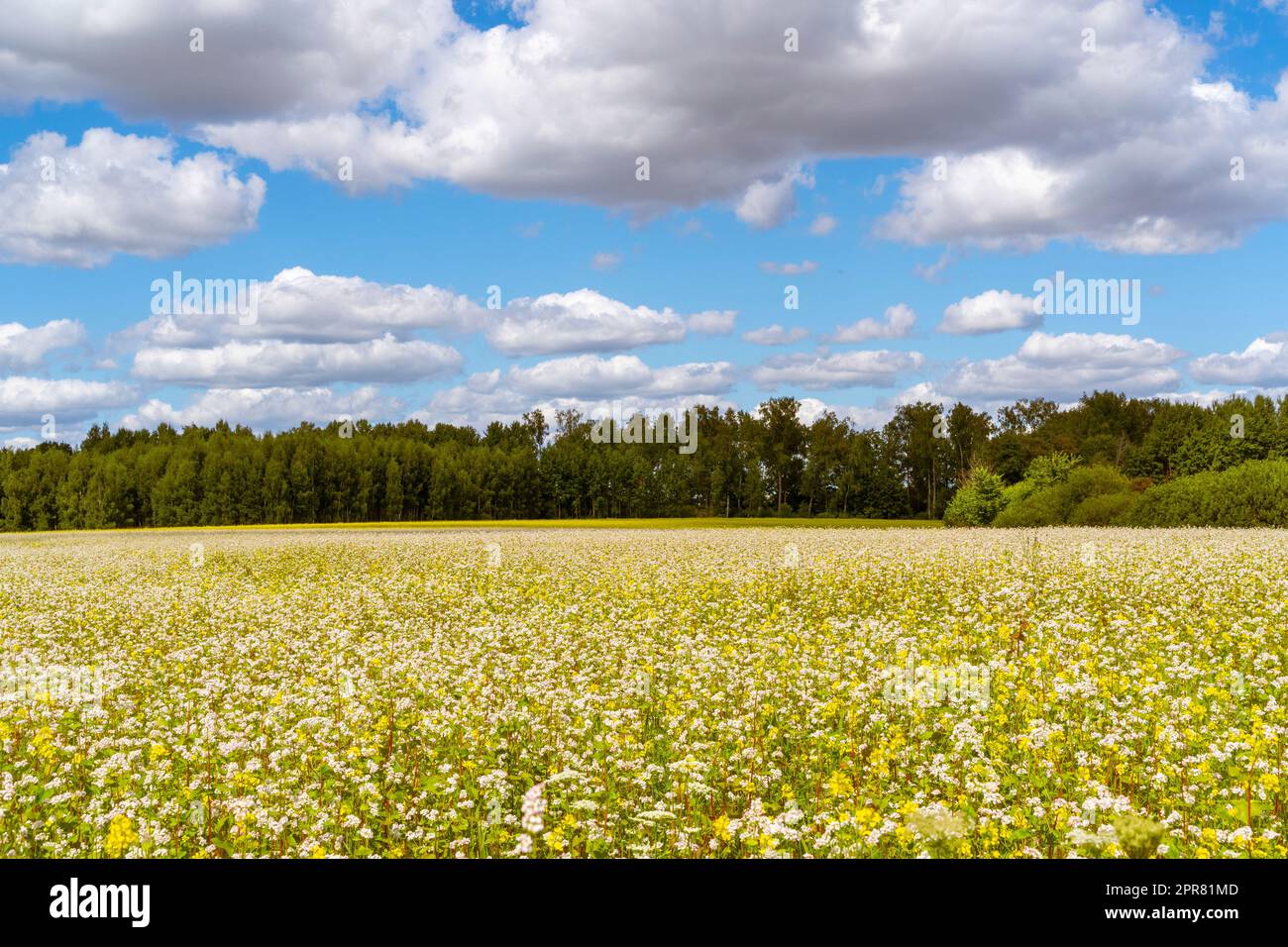 Ampio campo di grano saraceno fiorito in estate Foto Stock