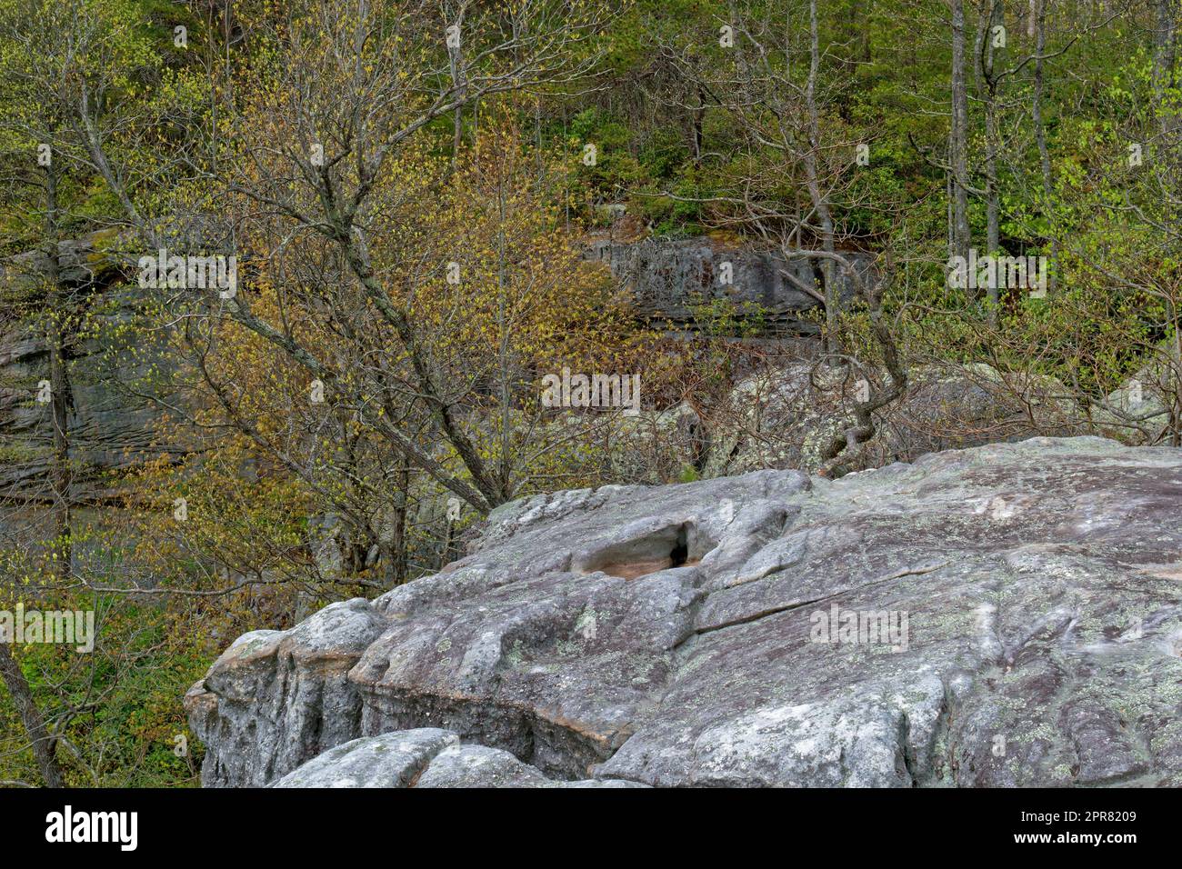 In piedi sul bordo di una scogliera che guarda attraverso la parete rocciosa con alberi che crescono dai lati e in cima con il fogliame appena emergente in primavera Foto Stock