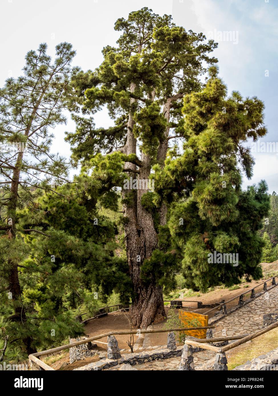 Magnifico Pino Gordo, un colossale albero di pinus canariensis vicino a Vilaflor de Chasna, che offre una vista straordinaria della sua gigantesca dimensione. Foto Stock
