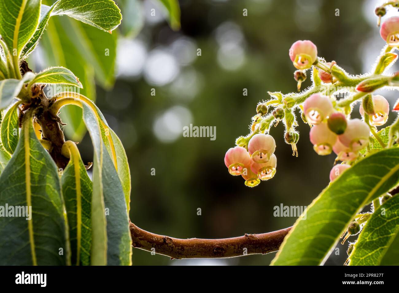 Arbutus tree branch spicca in isolamento, mostrando la rara e minacciata bellezza del fiorente fiore di fragola di canarino. Foto Stock