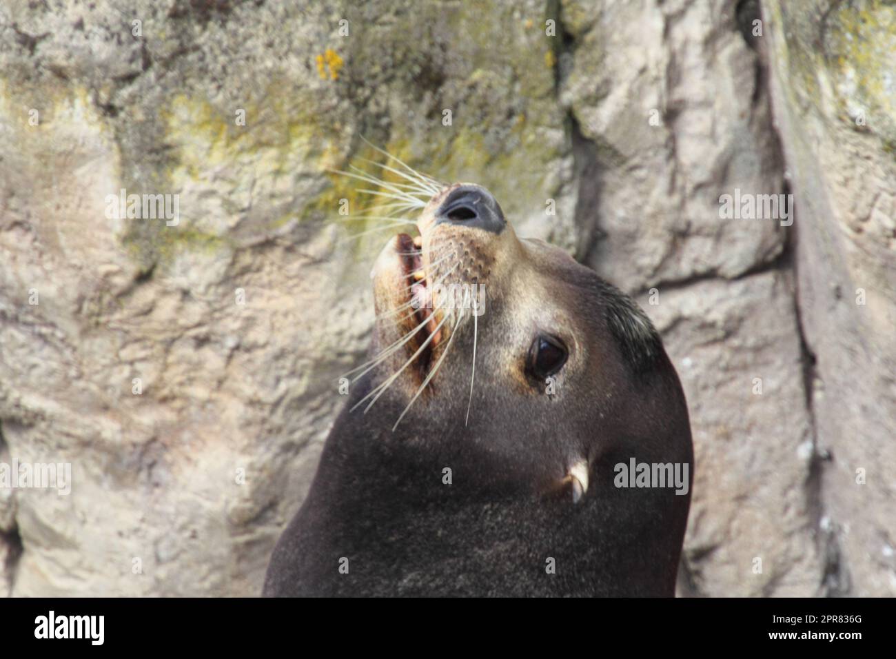 Kalifornischer Seelöwe leone marino della California (Zalophus californianus) Foto Stock