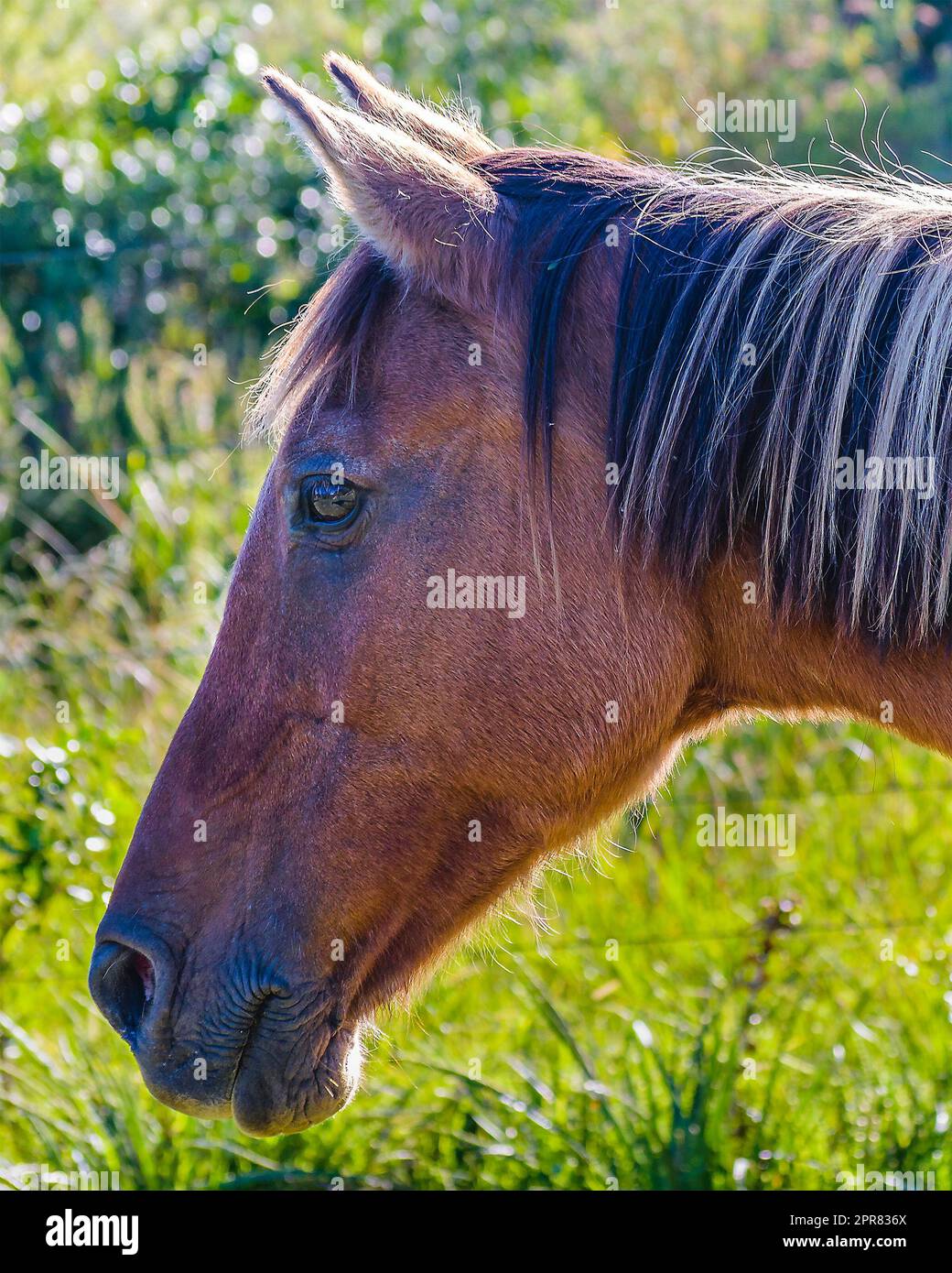 Cavallo maschio invecchiato Foto Stock