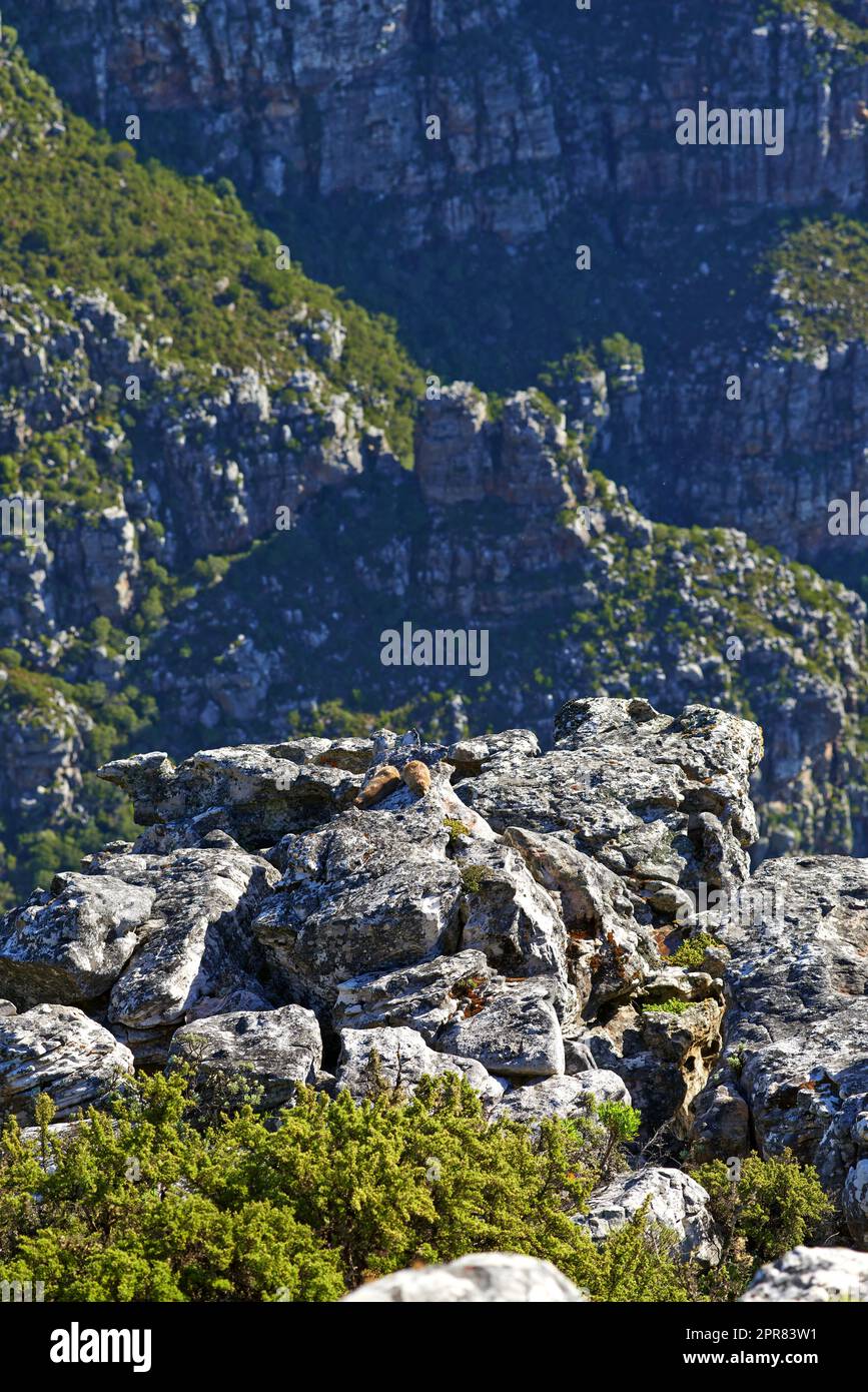 Un paesaggio roccioso di montagna del Table Mountain National Park, città del Capo, Sudafrica in un giorno estivo. Lussureggiante vegetazione verde che cresce tra rocce e massi in una riserva naturale Foto Stock