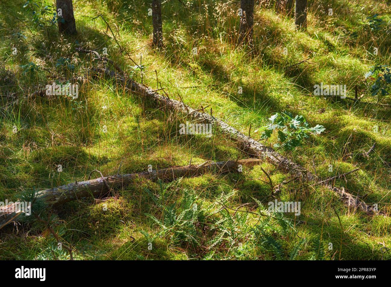 Panorama paesaggistico attraverso la foresta boschiva rurale in primavera. Vista dei tronchi d'albero caduti che giacciono sull'erba coltivata nei boschi in Danimarca. Piante boschive e sottili tronchi d'albero. Di natura Foto Stock