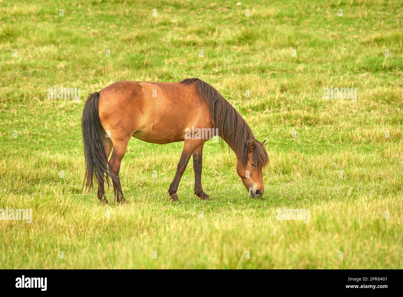 Cavallo bruno che mangia erba in un prato vicino alla campagna. Uno stallone o un pony che pascolano su un campo aperto con pascolo verde primavera. Il bestiame castagno si diverte all'aria aperta in un ranch o in una fattoria di animali Foto Stock