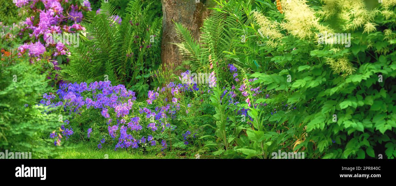 Paesaggio di fiori in una foresta verde in estate. Piante viola che crescono in un lussureggiante giardino botanico in primavera. Bellissime piante di fiori di viola che si insinuano nel suo ambiente naturale in estate Foto Stock