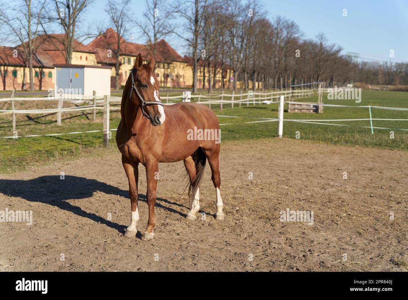 Cavallo in un allevamento di cavalli vicino a Magdeburg in Germania Foto Stock