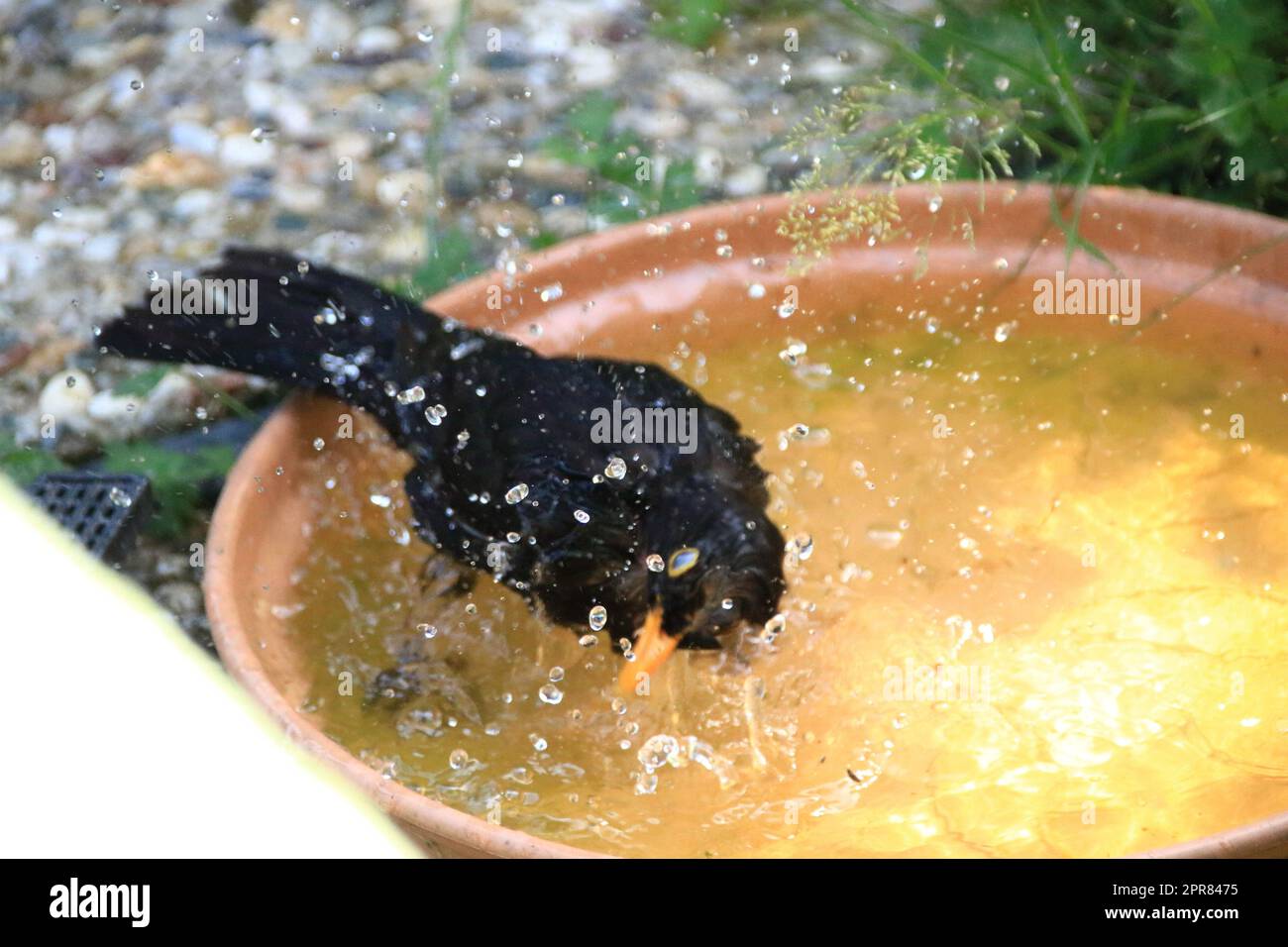 Blackbird si bagna in una ciotola d'acqua e crea sfocature di movimento Foto Stock