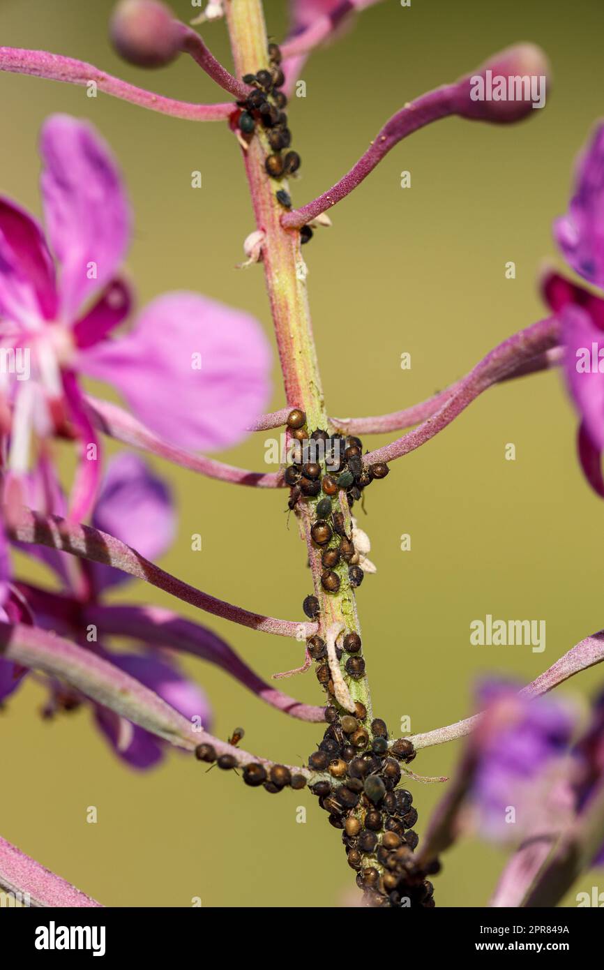 Peste afida su fiori Foto Stock