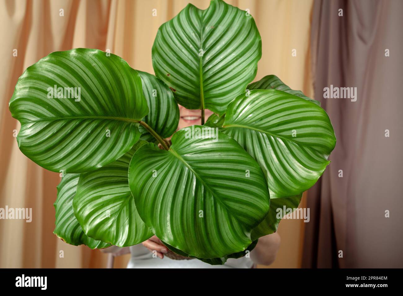 Pianta di preghiera di calathea orbifolia immagini e fotografie stock