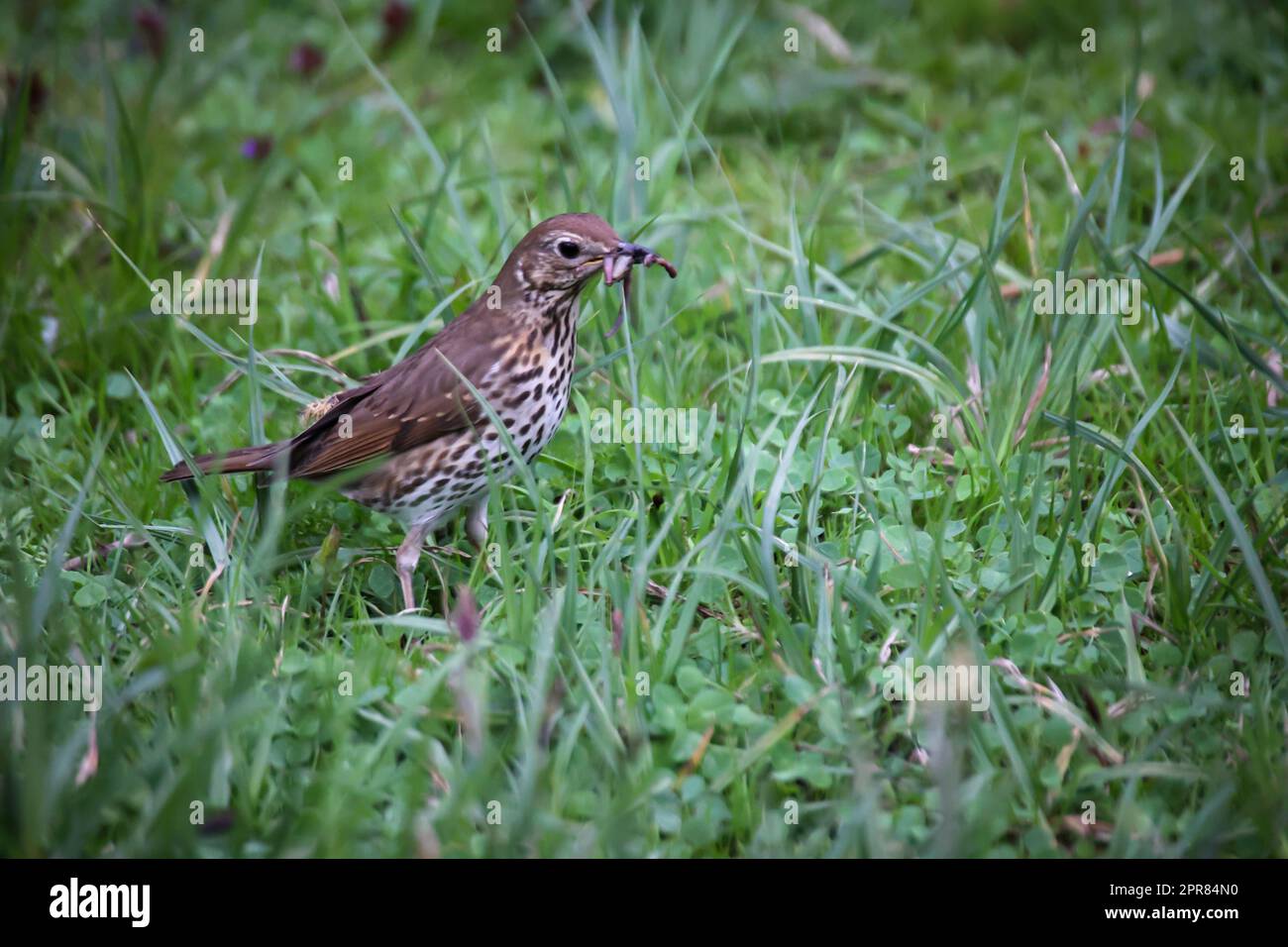 Un mughetto di canzoni, mughetto raccoglie vermi per la loro progenie in un prato. Foto Stock