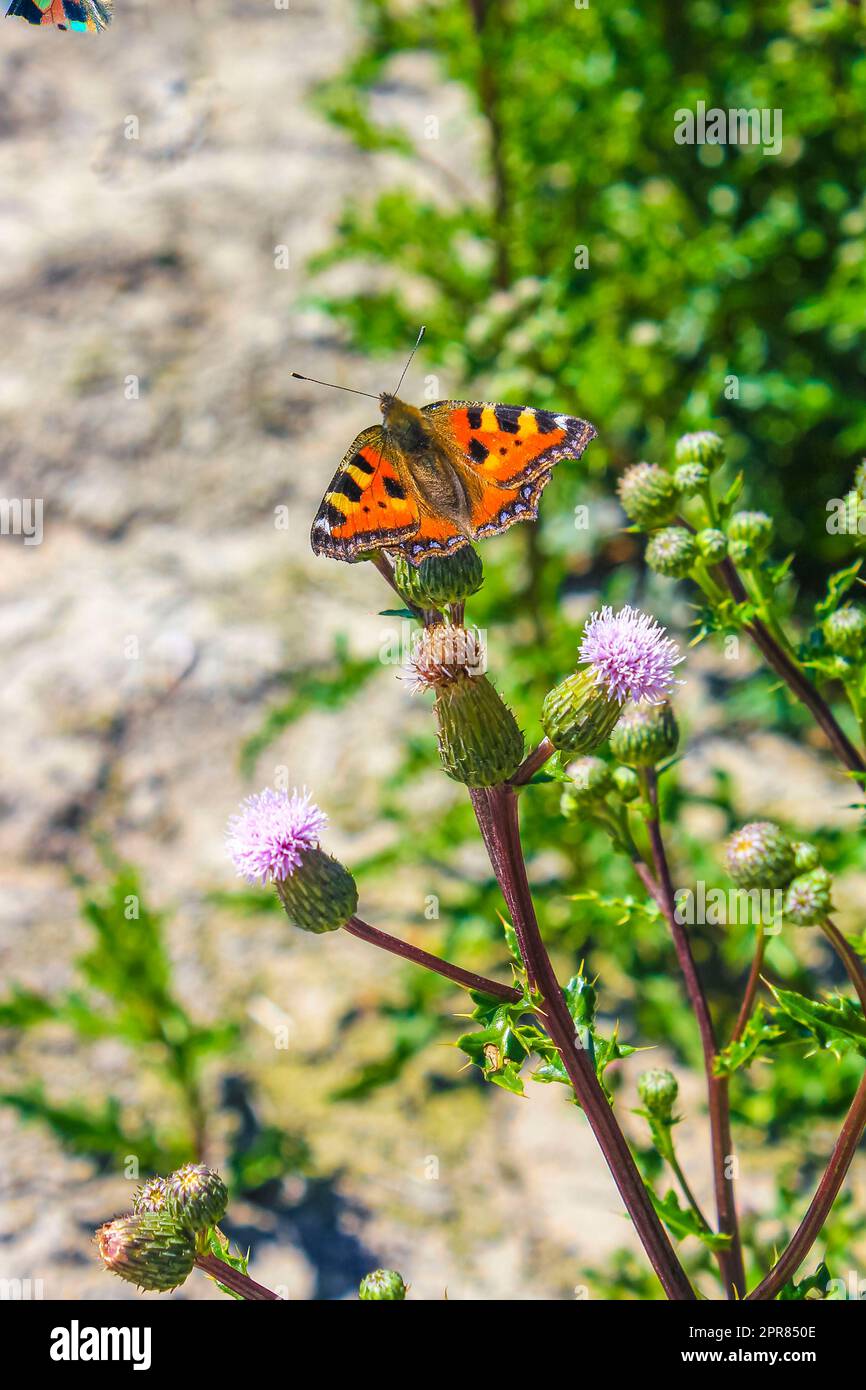 Farfalla arancione piccola tartaruga di volpe Aglais urticae su fiori gialli. Foto Stock