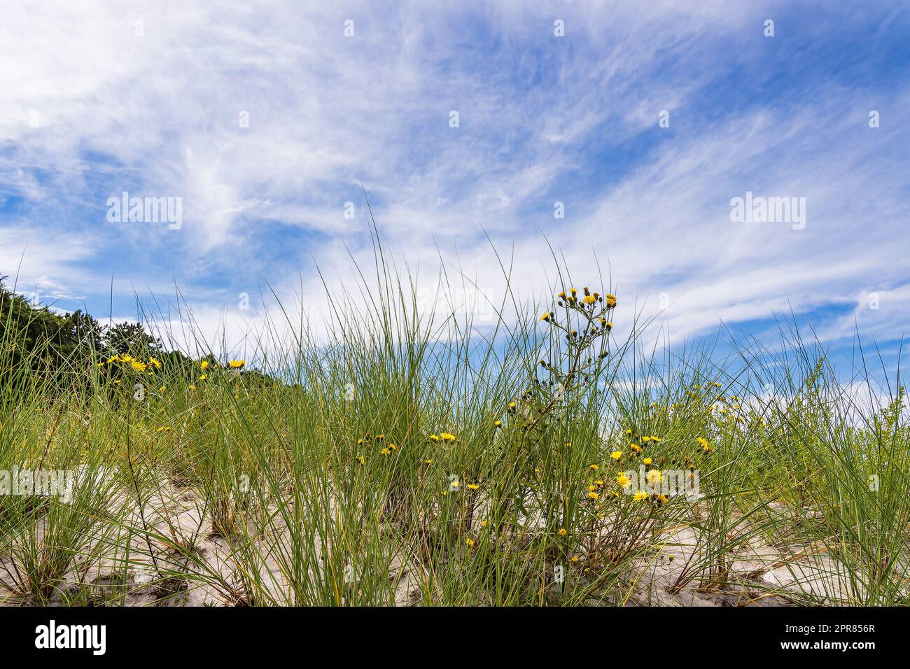 Duna sulla costa del Mar Baltico a Zingst, Germania Foto Stock