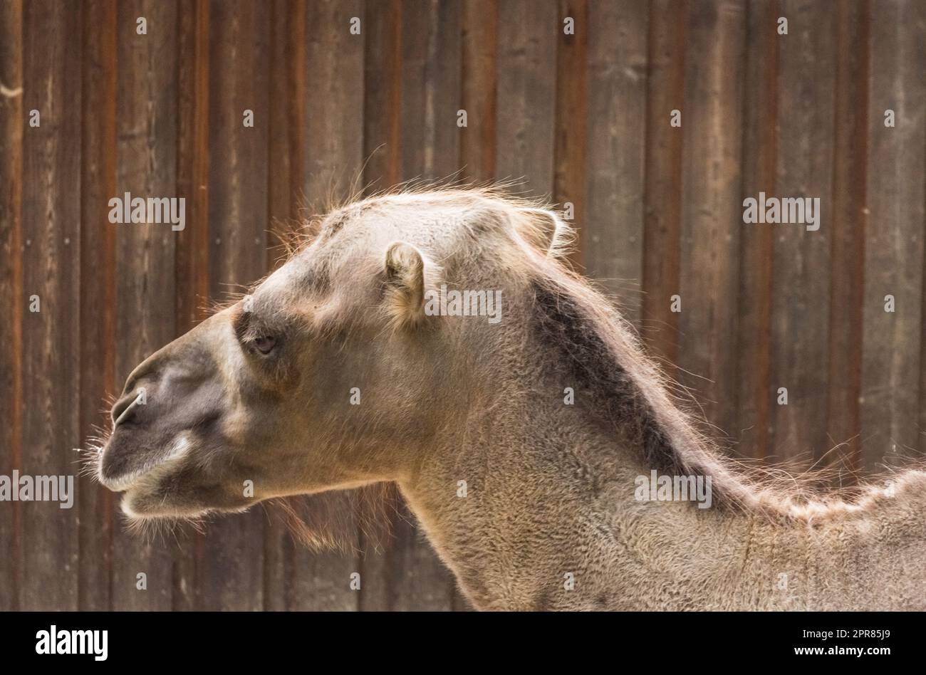 dirigiti da un cammello nei dettagli dello zoo Foto Stock