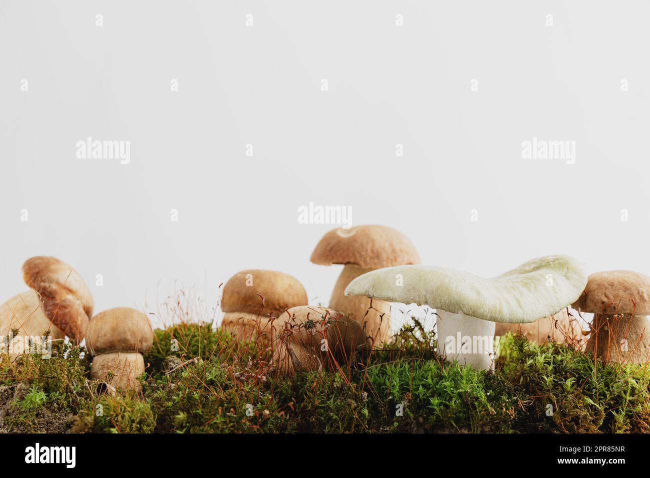 Composizione con funghi boletus edulis marroni modificabili in piedi su muschio verde o erba isolato su sfondo studio color beige pastello. Raccolto autunnale, hobba Foto Stock