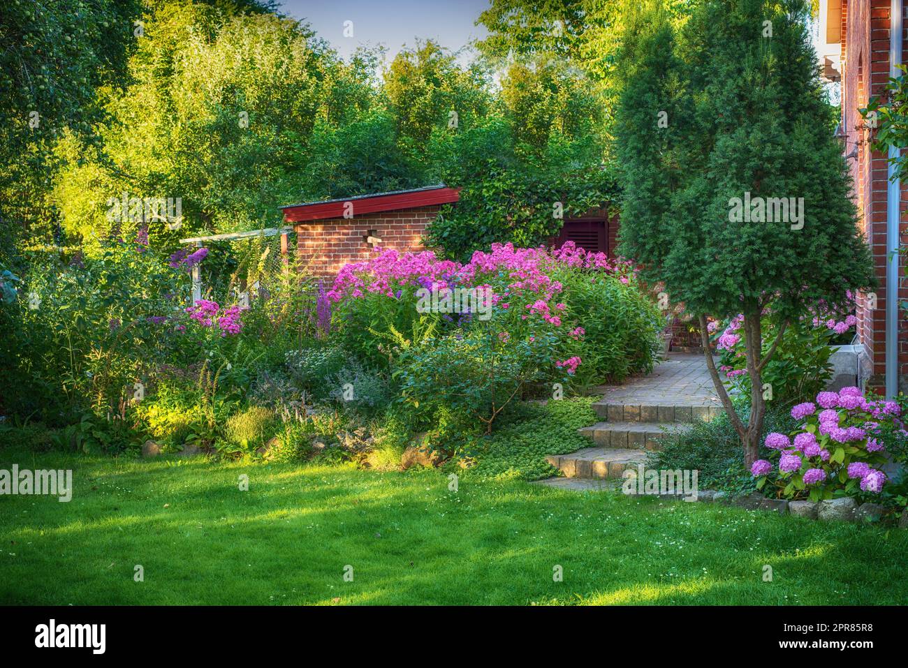 Paesaggio di fiori rosa nel lussureggiante giardino sul retro in estate. Piante viola che crescono in un giardino botanico in primavera. Bellissime piante di fiori di viola in erba nel giardino verde. Flora fiorente all'aperto Foto Stock