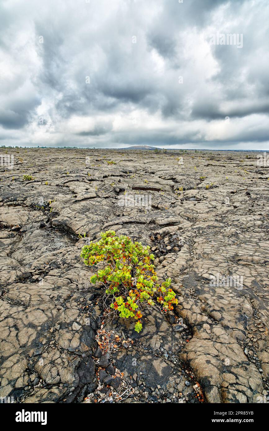 Primo piano della pianta di bacche di Ohelo che cresce sulla superficie del vulcano attivo più grande del mondo, Muana Loa, alle Hawaii. Scopri i dettagli e i modelli della frutta che cresce su una montagna degli Stati Uniti con il copyspace Foto Stock