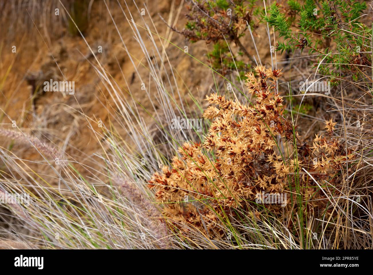Primo piano di piante di Widowscross o fiori bruni bruciati e Fynbos che crescono su un paesaggio roccioso. Osserva gli effetti di un incendio boschivo in una montagna. Dettagli dei danni ambientali su una collina in natura Foto Stock