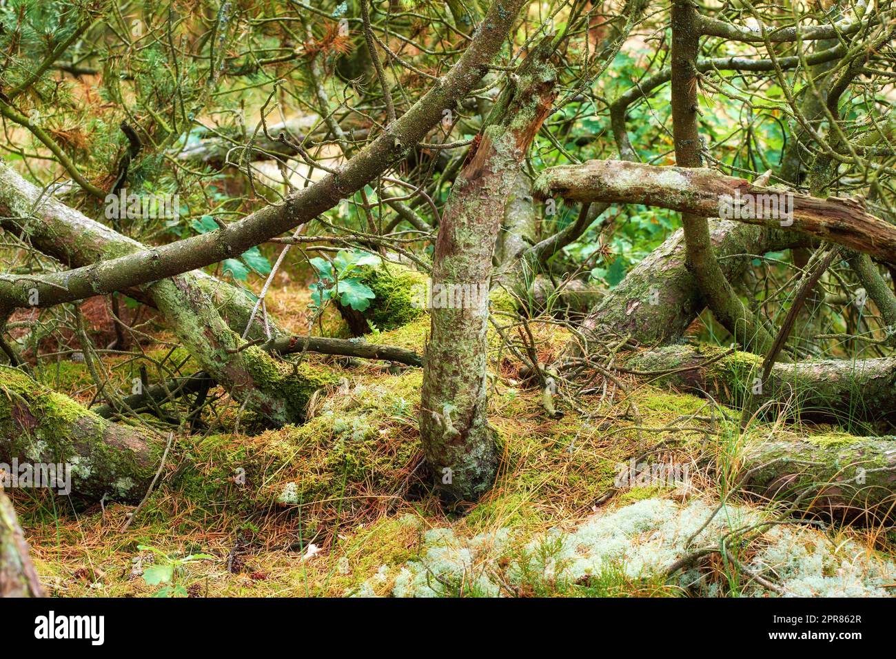 Foresta verde con cespugli lussureggianti, muschi ed erba. Bellezza nella natura con motivi a foglia calmante in una foresta pluviale o nella giungla. Ambiente rilassante all'aperto, tranquilla e tranquilla natura zen in armonia Foto Stock