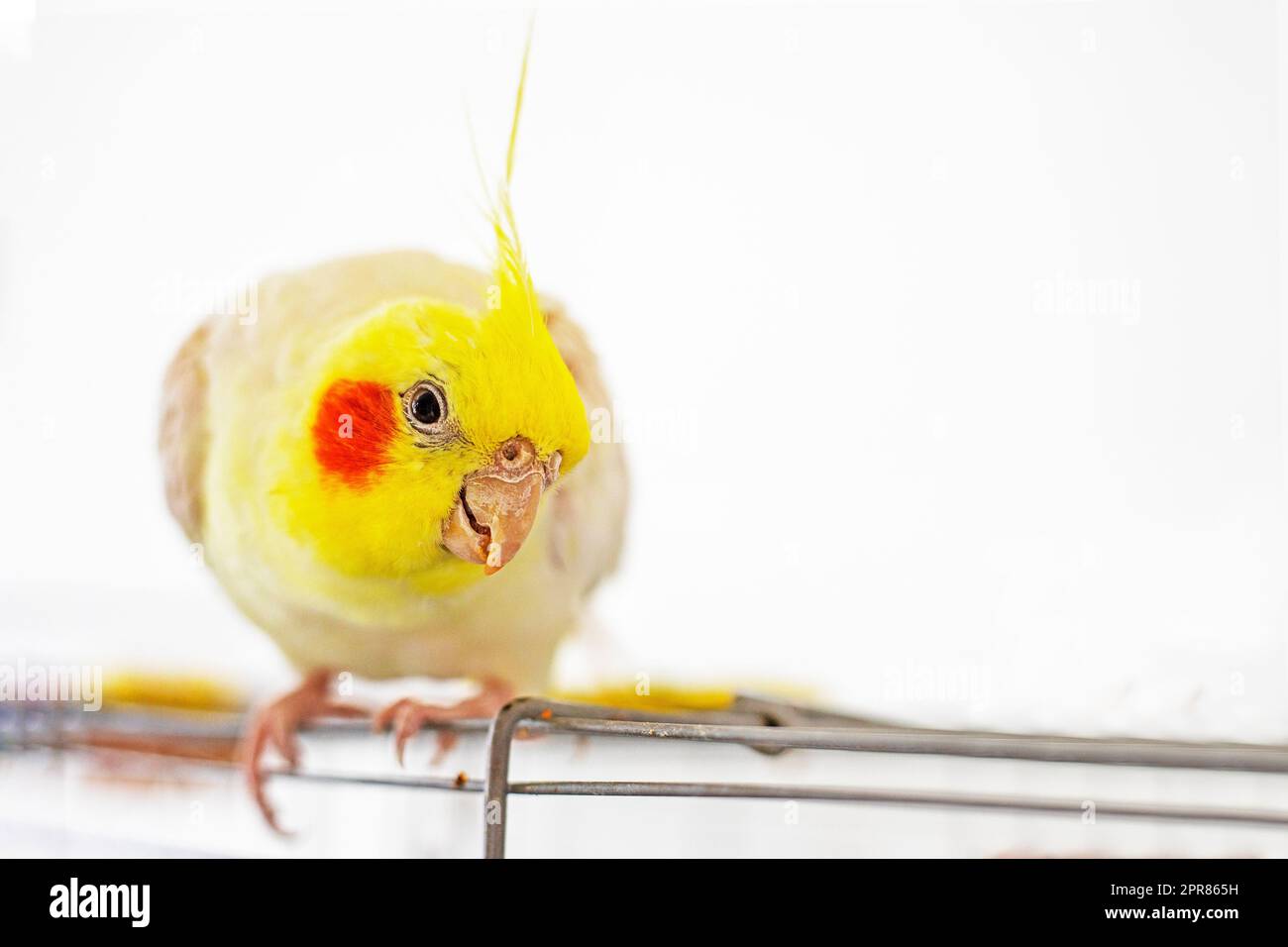 divertente scarafaggio maschio giallo siede sulla parte superiore della gabbia su uno sfondo chiaro Foto Stock