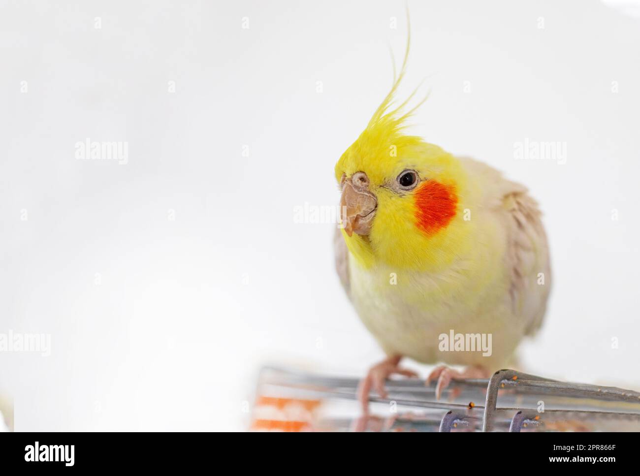 carino maschio giallo cockatiel siede sulla parte superiore di una gabbia su uno sfondo chiaro Foto Stock