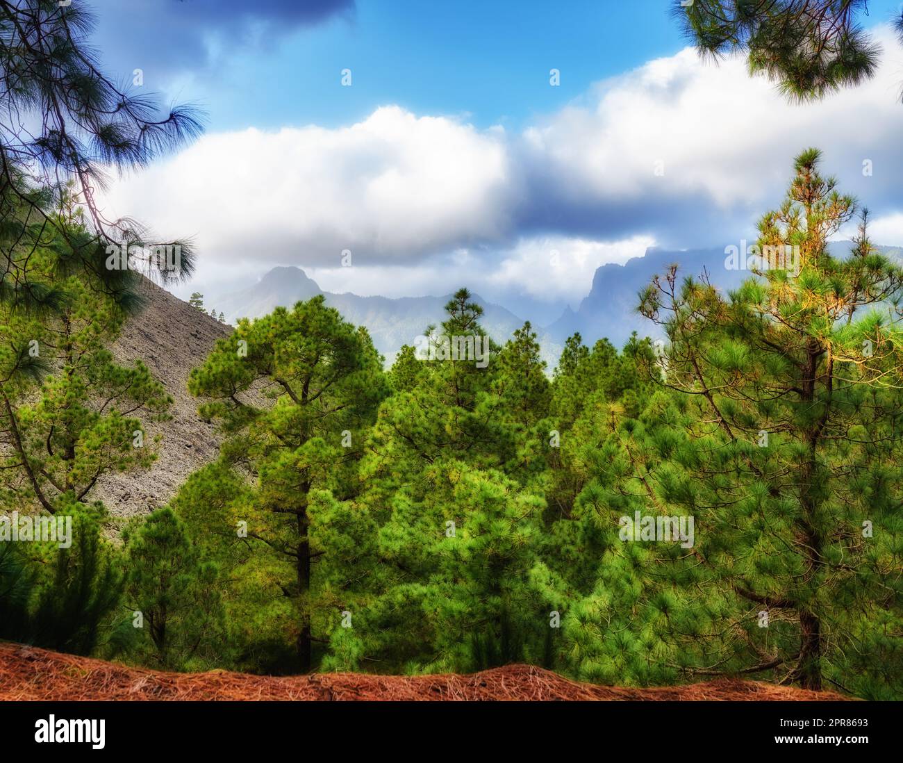 Foresta di pini con cielo nuvoloso blu in autunno. Paesaggio di una collina che domina un ambiente verde. Scoperta e esplorazione selvaggia nella natura nelle montagne di la Palma, Isole Canarie, Spagna Foto Stock