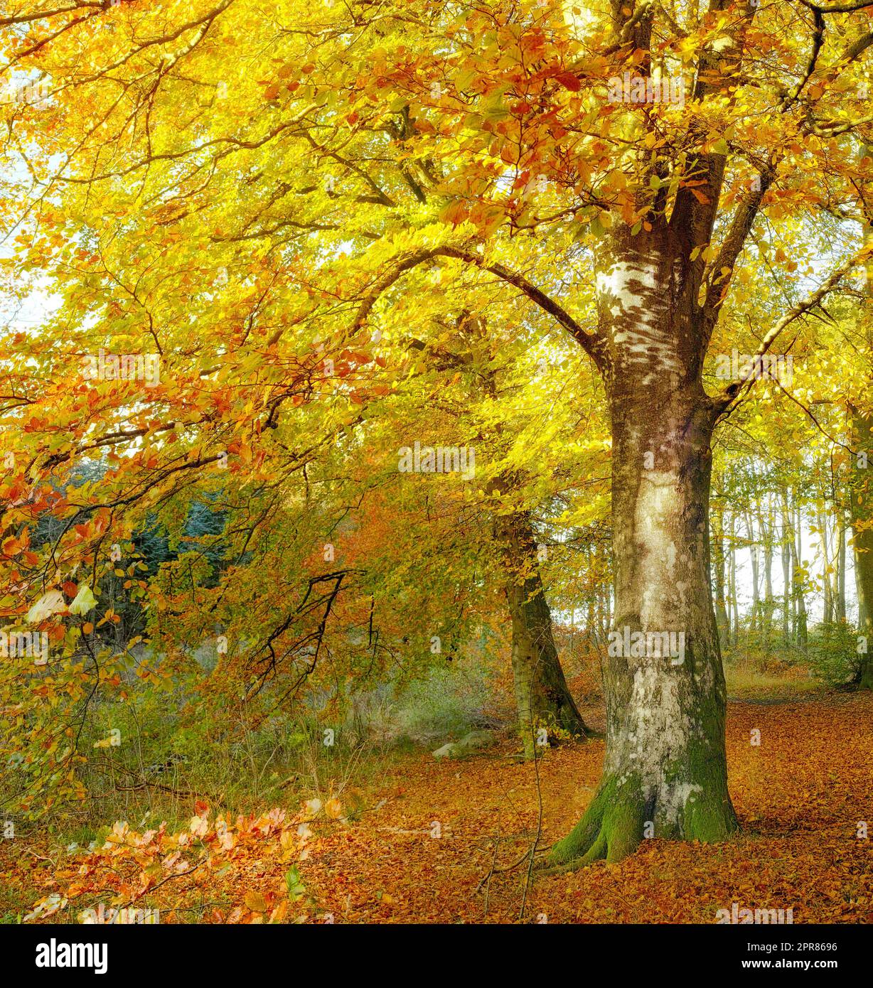 Una foresta autunnale alla luce del sole. Alberi alti con foglie di arancio marrone dorato e giallo in un parco o boscoso con. Paesaggio di campagna sereno e tranquillo durante il giorno Foto Stock