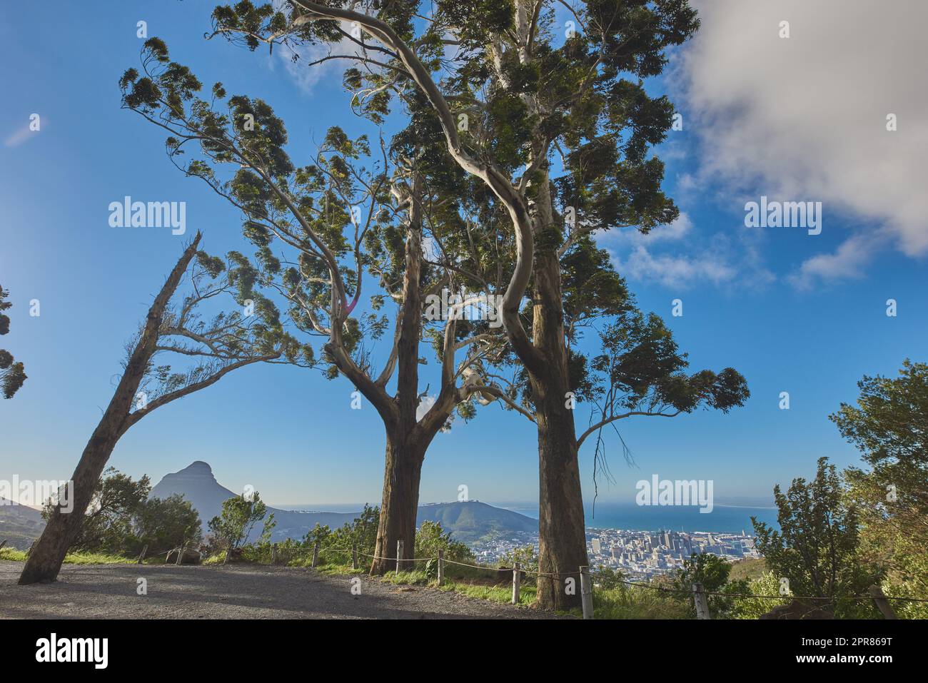 Paesaggio di un sentiero di montagna vicino a boschi coltivati su Table Mountain a città del Capo. Foresta di alti alberi di eucalipto che crescono su una collina sabbiosa in Sud Africa affacciata sull'oceano e sul paesaggio urbano Foto Stock