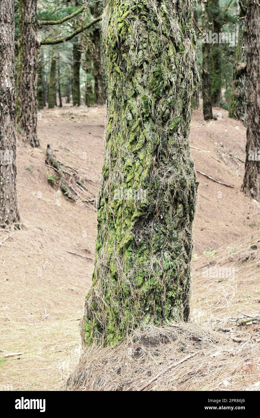 Primo piano di un pino nella foresta in una mattina d'autunno. Paesaggio naturale selvaggio con dettagli di un vecchio tronco ricoperto di muschio e erba invernale secca nella montagna vicino a la Palma, Isole Canarie, Spagna Foto Stock