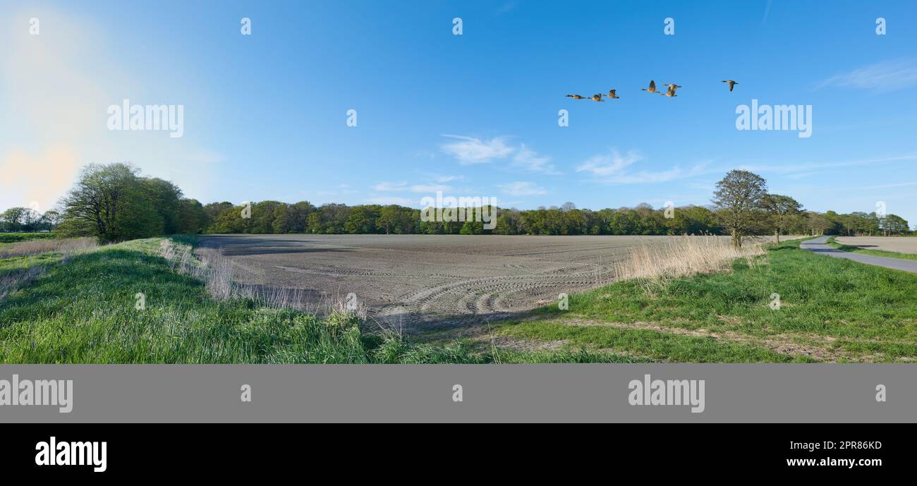 Un gregge di oche che vola in campagna in estate in Danimarca. Splendida foresta verde lussureggiante, alta foresta di pini che cresce con la natura in armonia e spazio copiato, tranquillo sole estivo mattutino Foto Stock