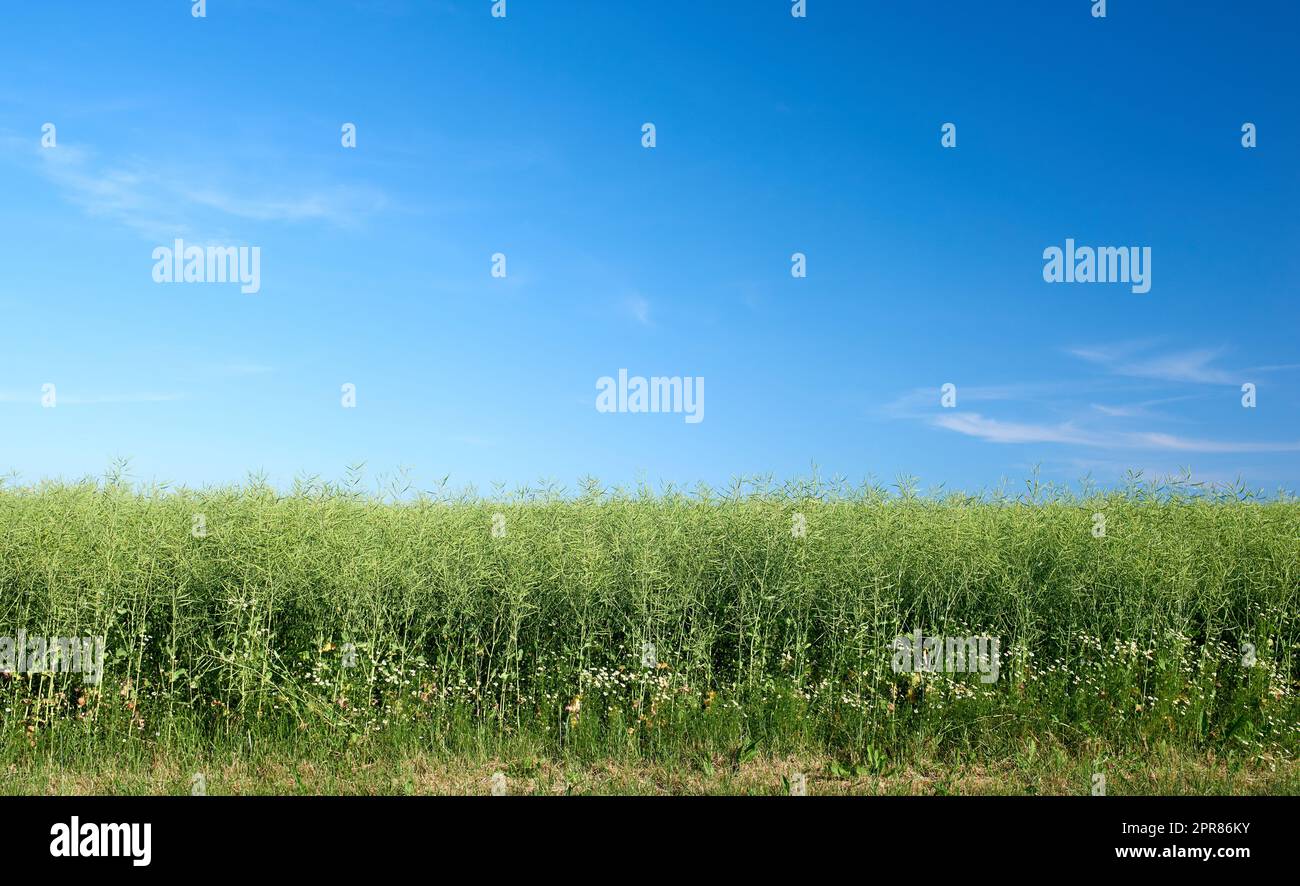 Copyspace e paesaggio di campi di mais verdi in una fattoria agricola all'aperto in una giornata estiva. Piante lussureggianti o praterie che fioriscono con un cielo azzurro. Pascolo sano o prato durante la primavera Foto Stock