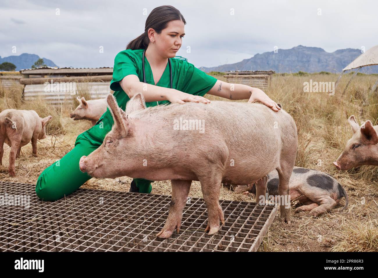 Permette di tornare alla buona salute. Un veterinario femminile in una fattoria con suini. Foto Stock