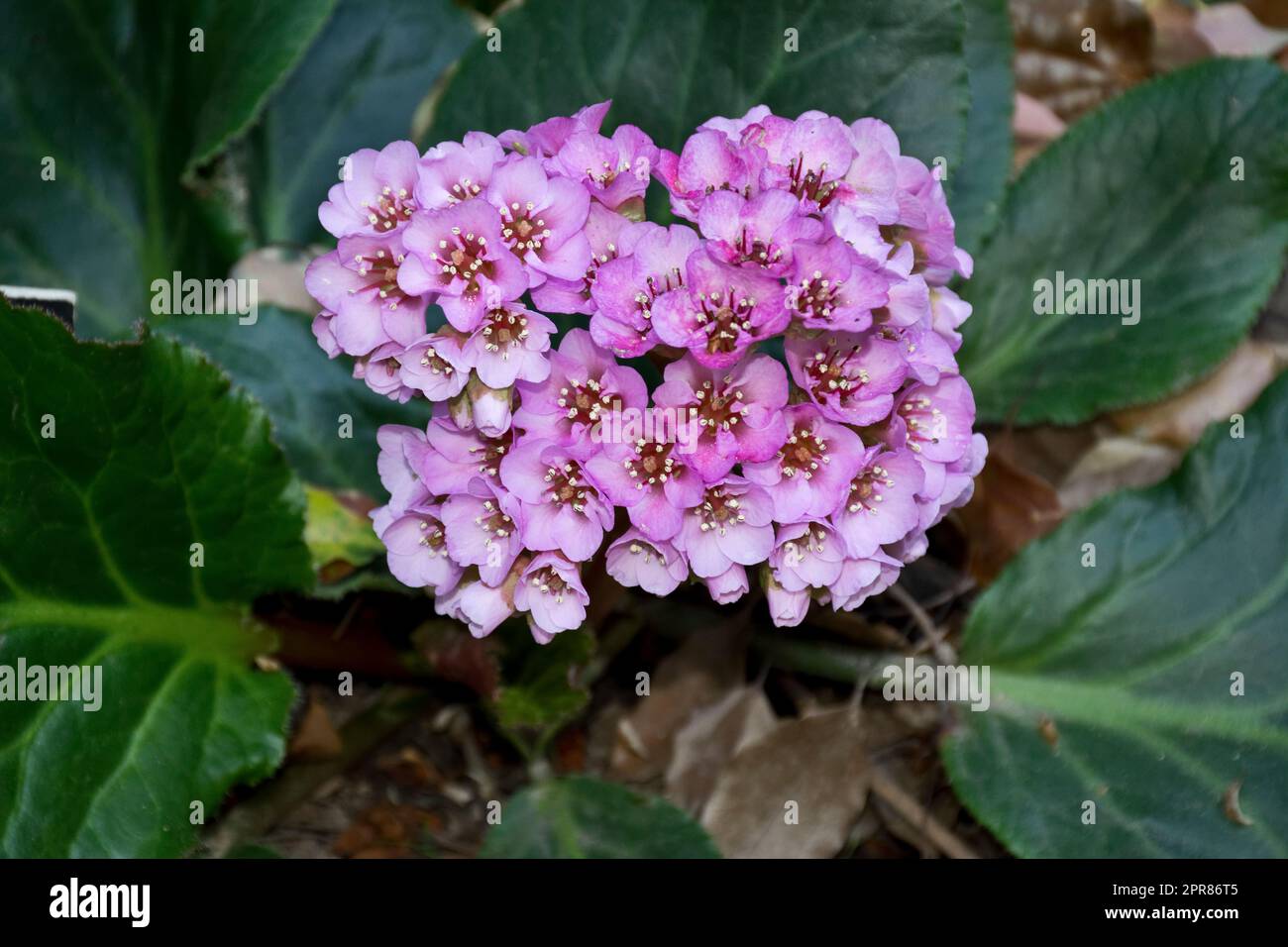 Prennial vivaci fiori rosa geranio nel giardino primaverile buon per la decorazione Foto Stock