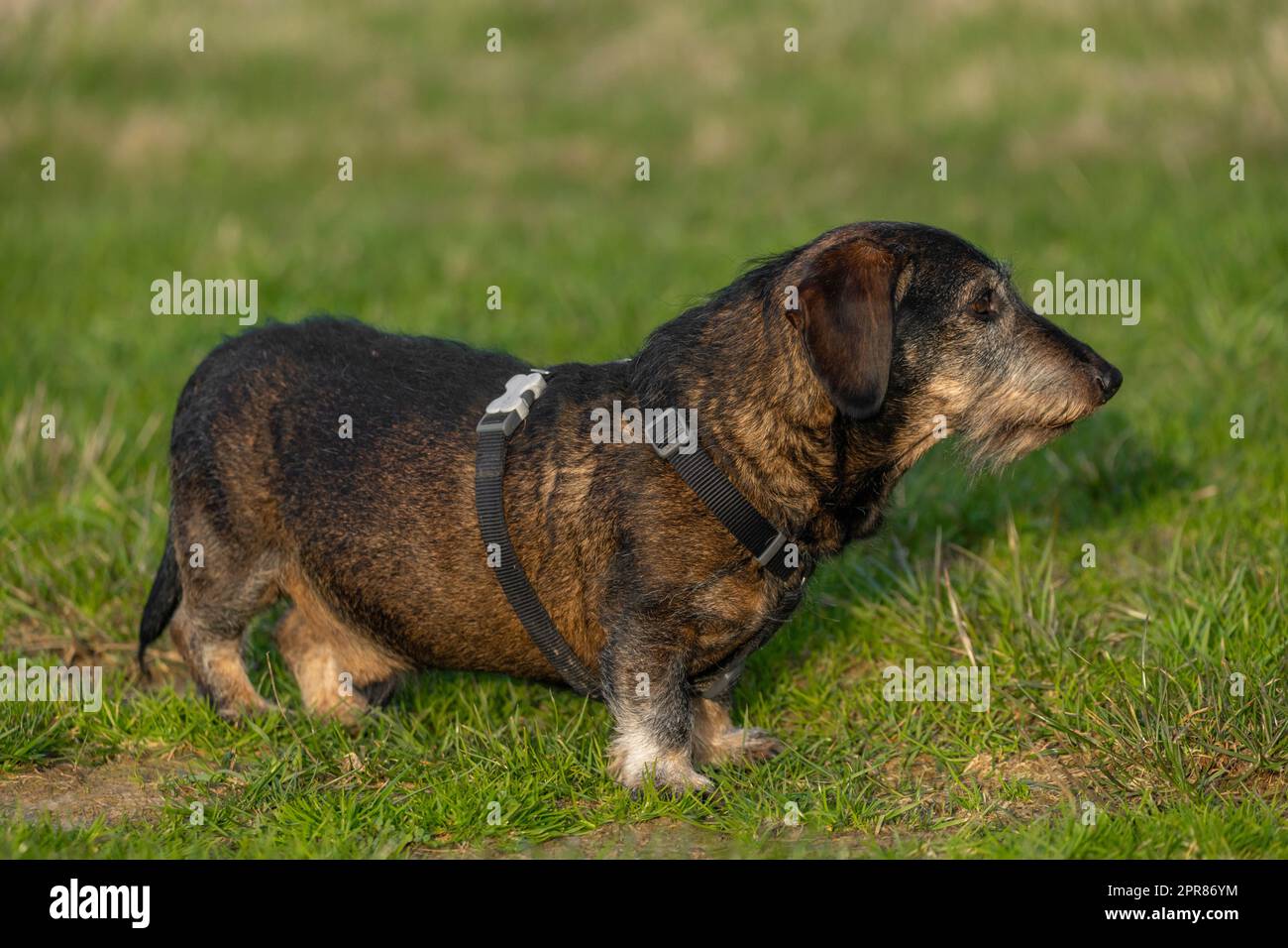 Vecchio allegro badger cane su prato verde in primavera sera Foto Stock