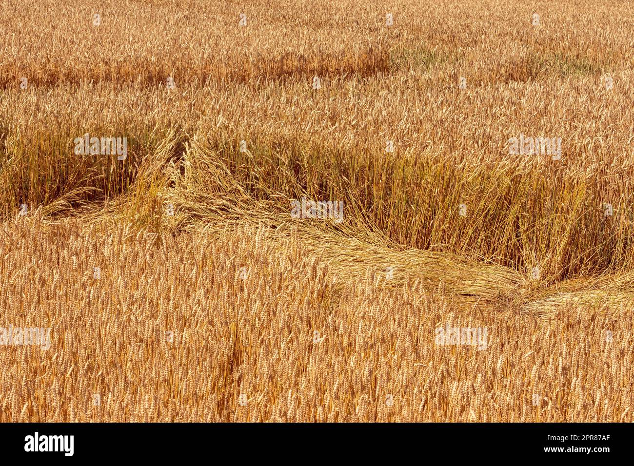 Danni causati da vento e pioggia e perdite in agricoltura Foto Stock