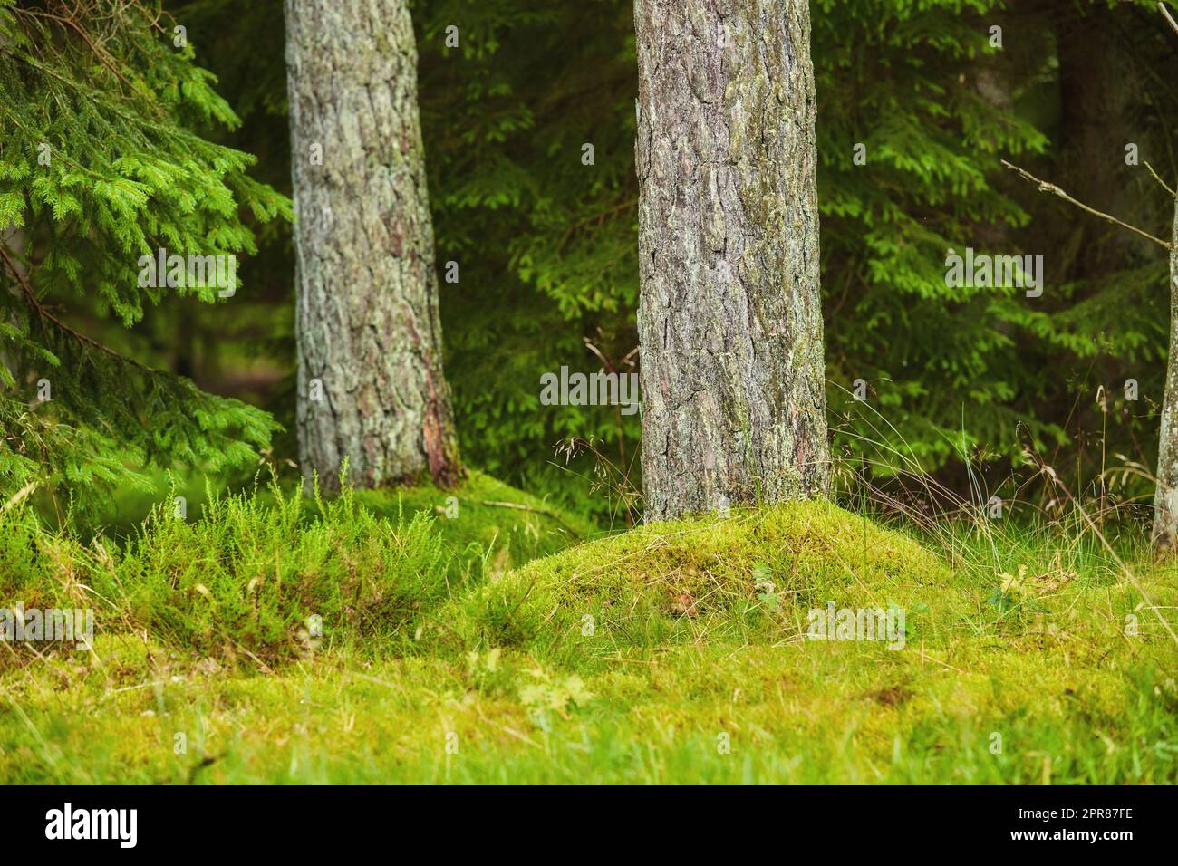 Una foresta con tronchi di alberi con muschio verde su di loro in una giornata autunnale all'aria aperta nella natura. Il paesaggio dei boschi con dettagli di piante vibranti, arbusti ed erba nei boschi in una giornata di sole Foto Stock