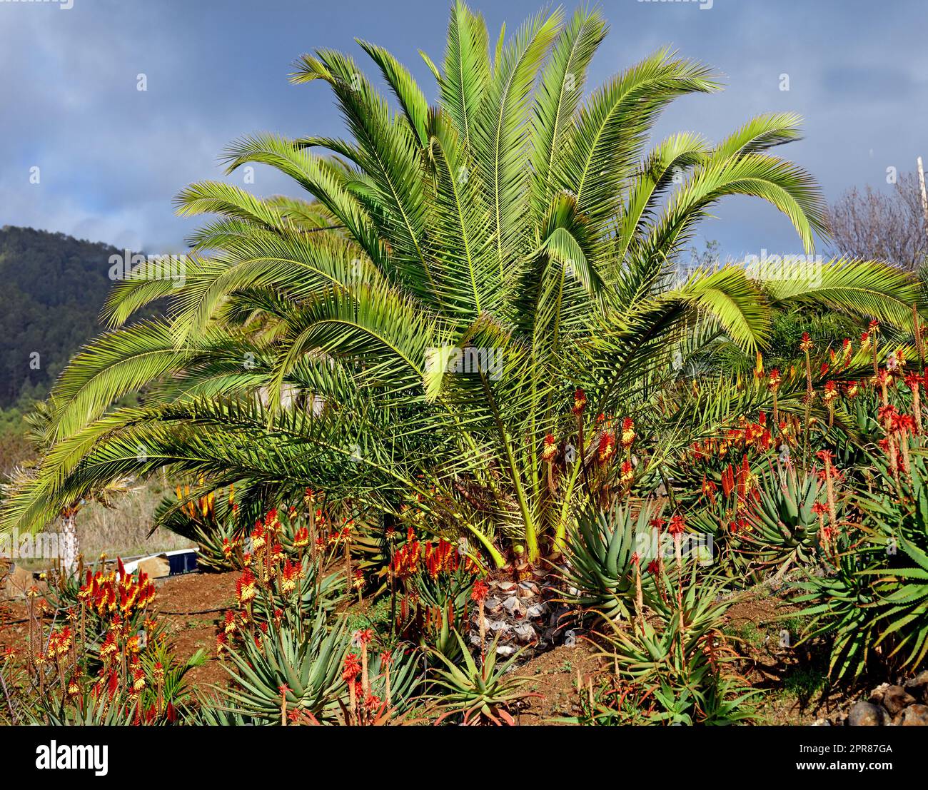 Vivace orticoltura tropicale di palme e piante di aloe vera a la Palma, Isole Canarie, Spagna. Fioritura, fioritura e fioritura di piante succulente che crescono su un pendio collinare in una destinazione remota Foto Stock